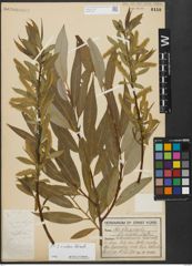 Foto von Salix alba L. x Salix fragilis L.